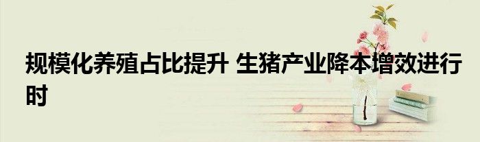 规模化养殖占比提升 生猪产业降本增效进行时