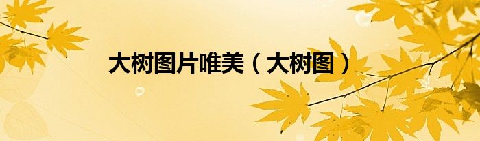 大树图片唯美(大树图)