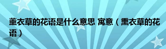 薰衣草的花语是什么意思 寓意(熏衣草的花语)