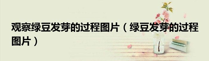 观察绿豆发芽的过程图片(绿豆发芽的过程 图片)