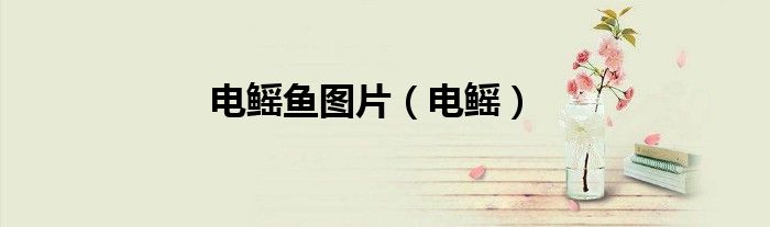 电鳐鱼图片（电鳐）
