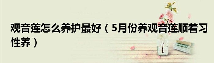 观音莲怎么养护最好(5月份养观音莲顺着习性养)