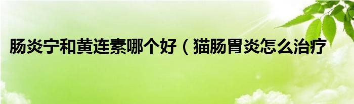 肠炎宁和黄连素哪个好(猫肠胃炎怎么治疗