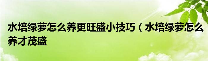 水培绿萝怎么养更旺盛小技巧(水培绿萝怎么养才茂盛