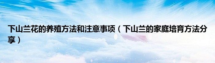 下山兰花的养殖方法和注意事项(下山兰的家庭培育方法分享)