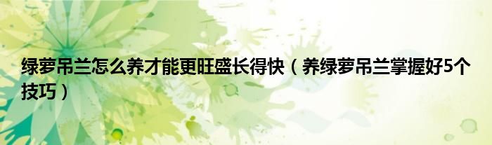 绿萝吊兰怎么养才能更旺盛长得快(养绿萝吊兰掌握好5个技巧)