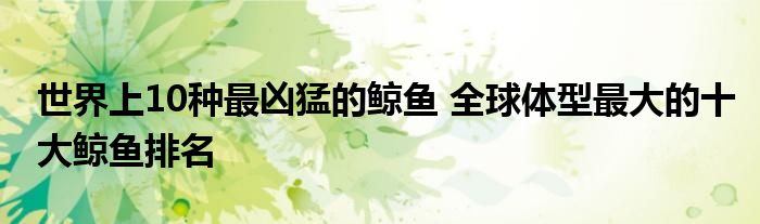 世界上10种最凶猛的鲸鱼 全球体型最大的十大鲸鱼排名