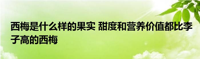 西梅是什么样的果实 甜度和营养价值都比李子高的西梅