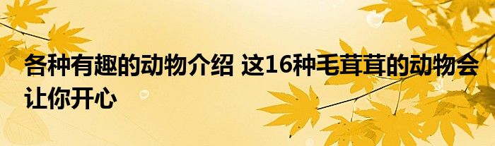 各种有趣的动物介绍 这16种毛茸茸的动物会让你开心
