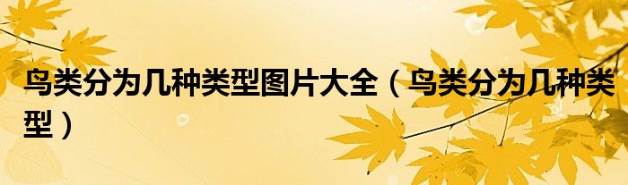鸟类分为几种类型图片大全(鸟类分为几种类型)