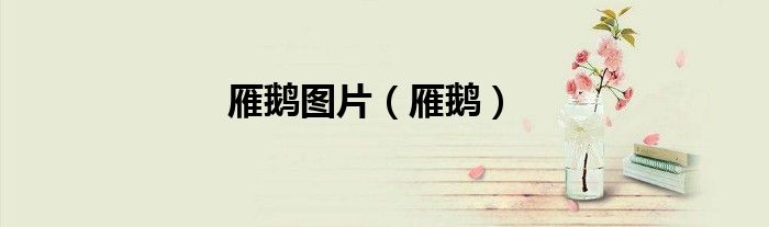 雁鹅图片（雁鹅）