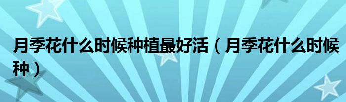 月季花什么时候种植最好活(月季花什么时候种)