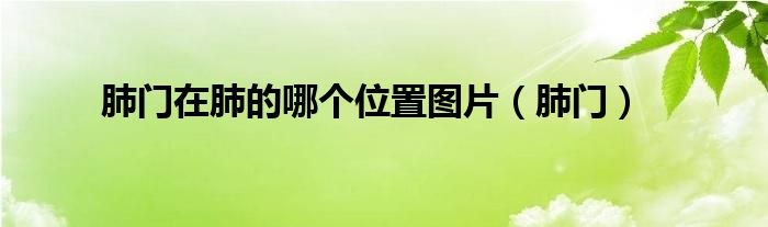 肺门在肺的哪个位置图片(肺门)