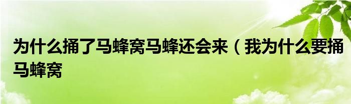 为什么捅了马蜂窝马蜂还会来(我为什么要捅马蜂窝