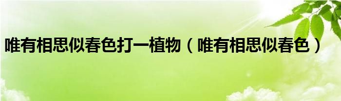 唯有相思似春色打一植物(唯有相思似春色)