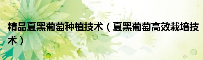 精品夏黑葡萄种植技术(夏黑葡萄高效栽培技术)