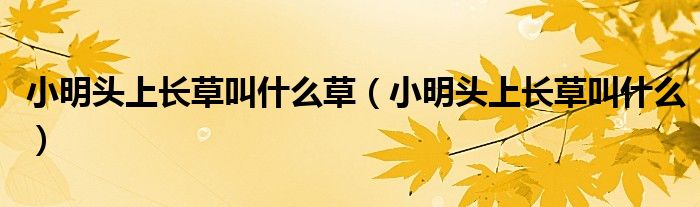 小明头上长草叫什么草(小明头上长草叫什么)