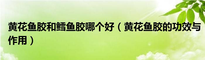 黄花鱼胶和鳕鱼胶哪个好(黄花鱼胶的功效与作用)