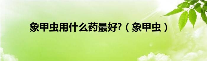 象甲虫用什么药最好?(象甲虫)