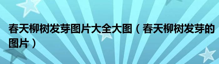 春天柳树发芽图片大全大图(春天柳树发芽的图片)
