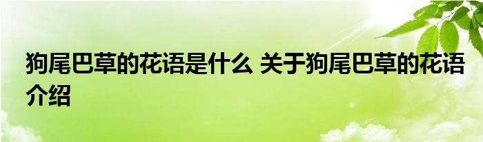 狗尾巴草的花语是什么 关于狗尾巴草的花语介绍