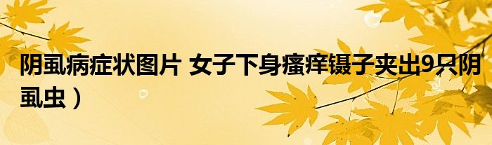 阴虱病症状图片 女子下身瘙痒镊子夹出9只阴虱虫)