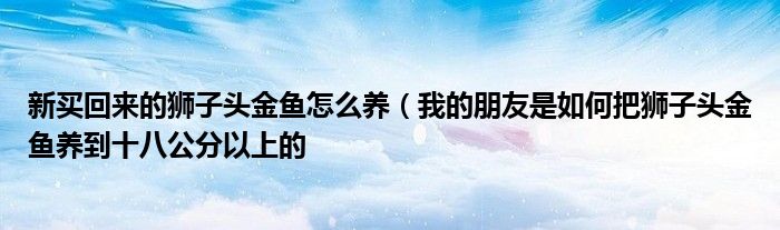 新买回来的狮子头金鱼怎么养(我的朋友是如何把狮子头金鱼养到十八公分以上的