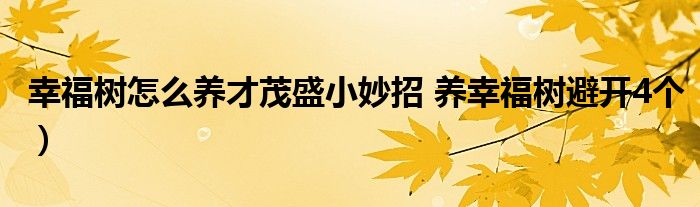 幸福树怎么养才茂盛小妙招 养幸福树避开4个)