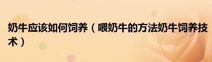奶牛应该如何饲养(喂奶牛的方法奶牛饲养技术)