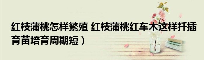 红枝蒲桃怎样繁殖 红枝蒲桃红车木这样扦插育苗培育周期短)