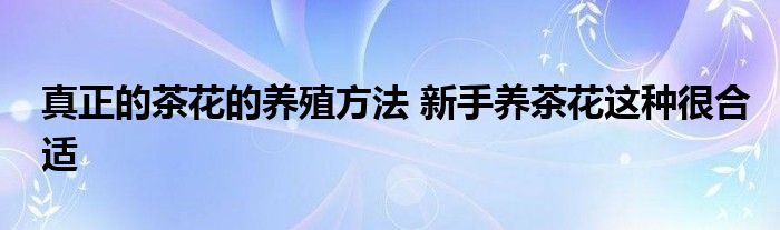 真正的茶花的养殖方法 新手养茶花这种很合适
