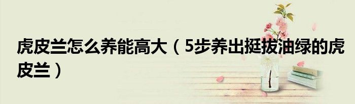 虎皮兰怎么养能高大(5步养出挺拔油绿的虎皮兰)