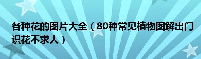 各种花的图片大全(80种常见植物图解出门识花不求人)