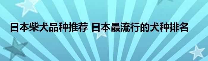 日本柴犬品种推荐 日本最流行的犬种排名