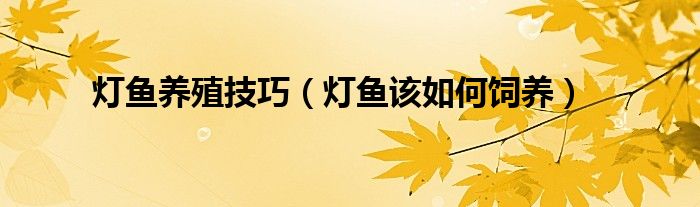 灯鱼养殖技巧(灯鱼该如何饲养)