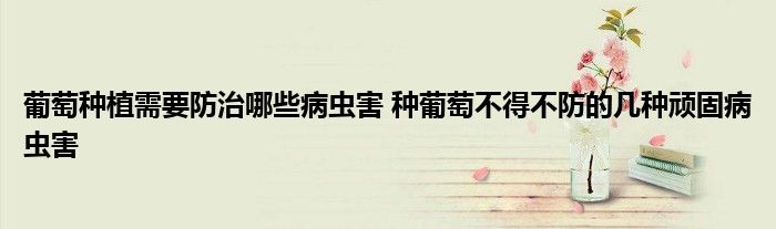 葡萄种植需要防治哪些病虫害 种葡萄不得不防的几种顽固病虫害