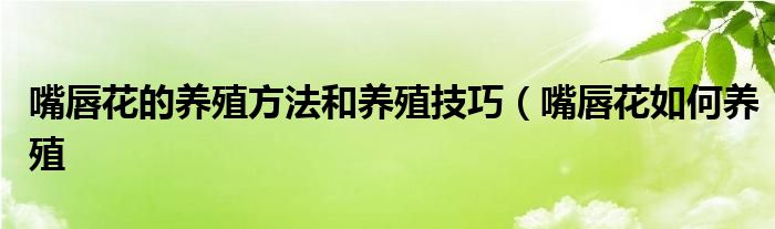 嘴唇花的养殖方法和养殖技巧(嘴唇花如何养殖