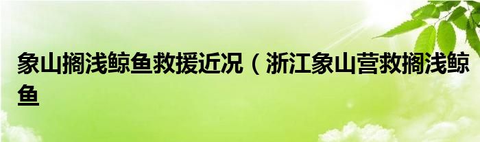 象山搁浅鲸鱼救援近况（浙江象山营救搁浅鲸鱼