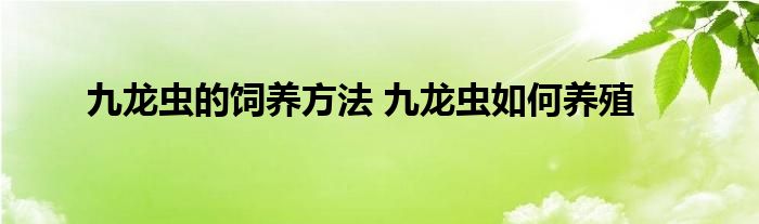 九龙虫的饲养方法 九龙虫如何养殖