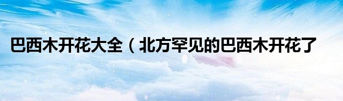 巴西木开花大全(北方罕见的巴西木开花了