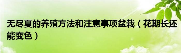 无尽夏的养殖方法和注意事项盆栽(花期长还能变色)