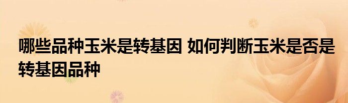 哪些品种玉米是转基因 如何判断玉米是否是转基因品种