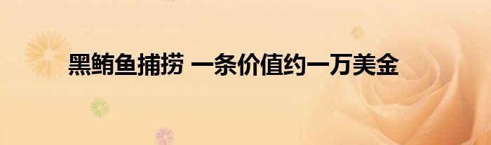 黑鲔鱼捕捞 一条价值约一万美金