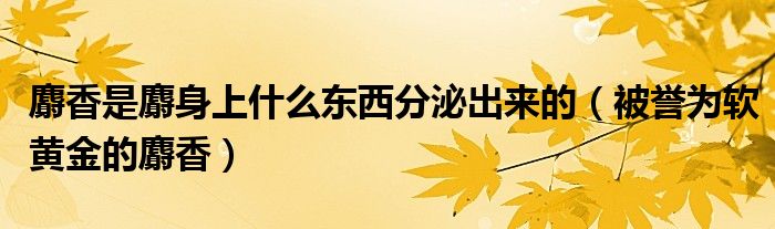 麝香是麝身上什么东西分泌出来的(被誉为软黄金的麝香)