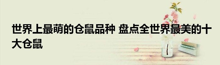 世界上最萌的仓鼠品种 盘点全世界最美的十大仓鼠