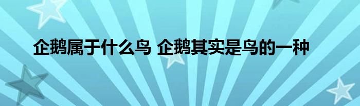 企鹅属于什么鸟 企鹅其实是鸟的一种