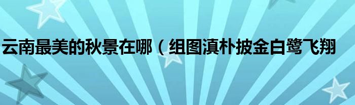 云南最美的秋景在哪(组图滇朴披金白鹭飞翔