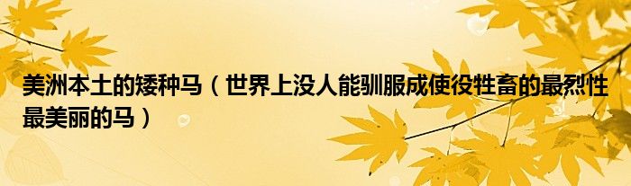 美洲本土的矮种马（世界上没人能驯服成使役牲畜的最烈性最美丽的马）
