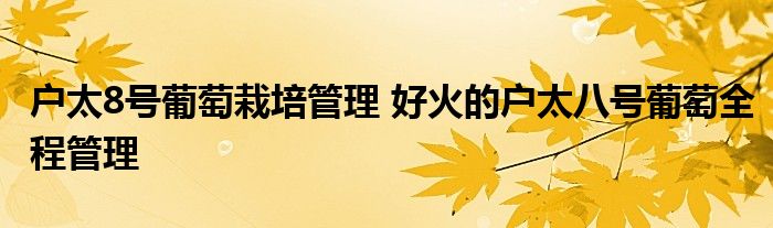 户太8号葡萄栽培管理 好火的户太八号葡萄全程管理