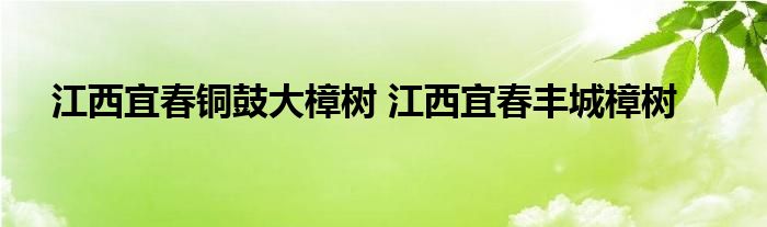 江西宜春铜鼓大樟树 江西宜春丰城樟树
